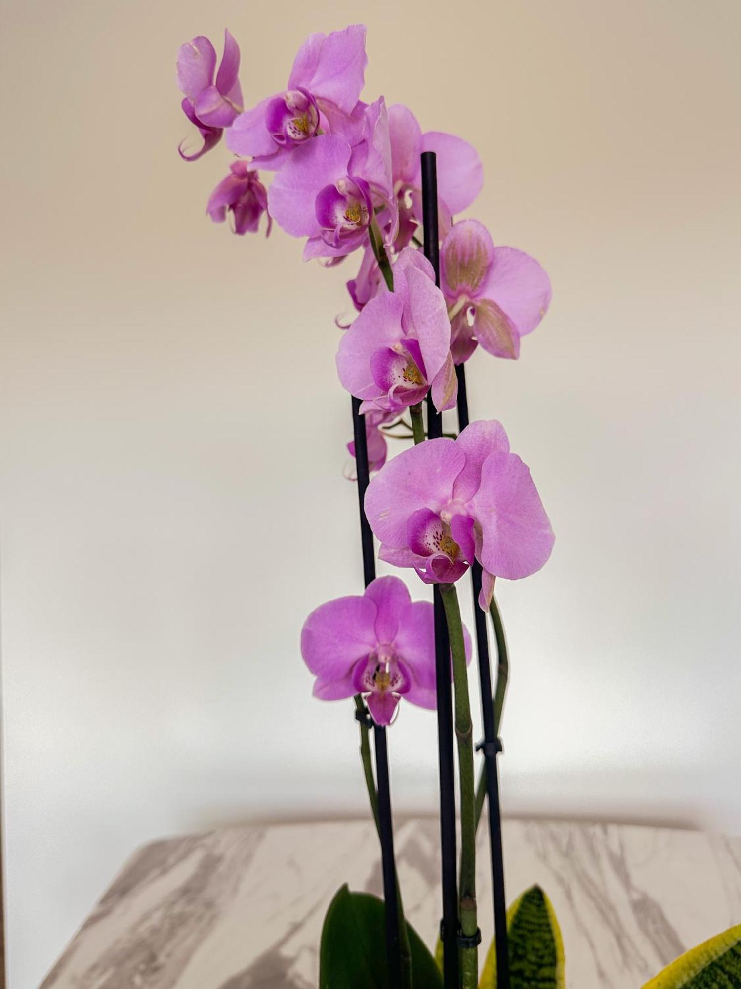 Flora Guest House Marco de Canaveses Ngoại thất bức ảnh